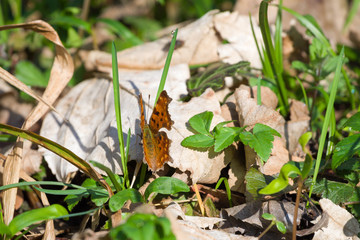 Comma butterfly on path with dry leaves and grass