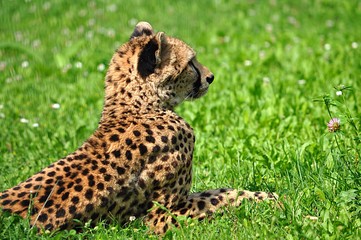 animal - cheetah