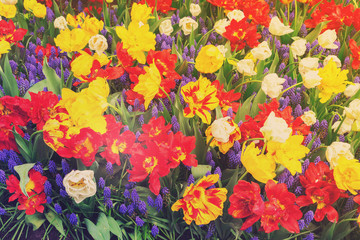 Red and yellow tulips and bluebell flowerbed, retro toned