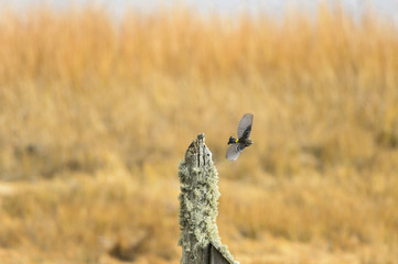 Yellow-rumped Warbler flight stump