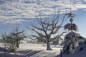 Winterlandschaft mit schneebedeckten Bäumen