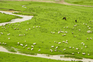 Naklejka premium Rural Summer Landscape with Sheeps in Persembe Highlands -Ordu - Turkey