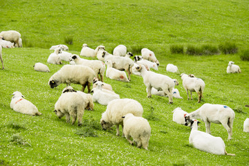 Obraz premium Rural Summer Landscape with Sheeps in Persembe Highlands -Ordu - Turkey