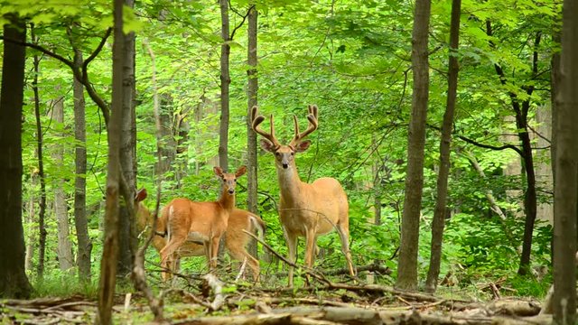 Whitetail Deer Buck In Velvet
