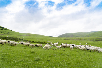 Obraz premium Rural Summer Landscape with Sheeps in Persembe Highlands -Ordu - Turkey
