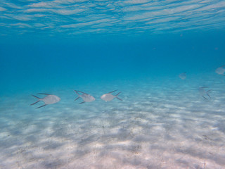 Fototapeta premium Angel fish underwater in ocean