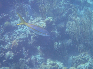 Fototapeta na wymiar Fish in sea coral reef while snorkeling
