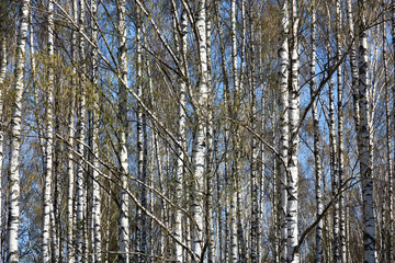 Spring birch background./Spring. A bright sunny day. A birchwood. On branches there are ear rings and young green leaves. Between white trunks the blue sky is visible.