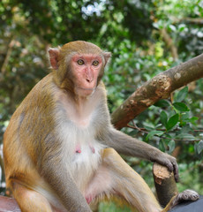 Rhesus macaque monkey from Monkey Island in Sanya, Hainan, China.