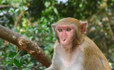 Macaque monkey portrait