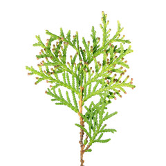 Branch of arborvitae (Thuja occidentalis) with male cone isolated on white background. Underside