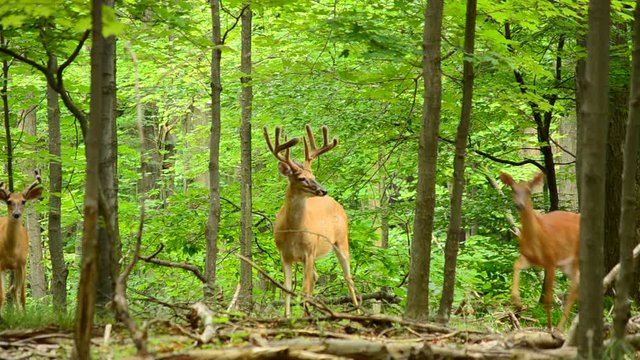 Whitetail Deer Buck In Velvet