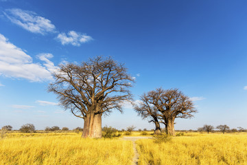 Fototapeta na wymiar Baobab trees in winter