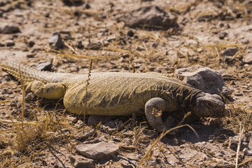 Spiny tailed lizard 1