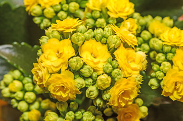 Yellow Calandiva flowers Kalanchoe, family Crassulaceae, close up,  bokeh background.