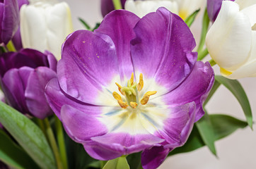 Violet tulip open flower close up with yellow pistils, isolated