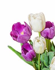 Bunch of violet and white tulips flowers, floral arrangement close up isolated