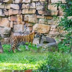 Young bengal tiger walking on the grass