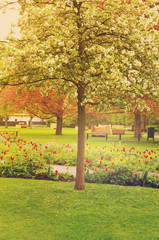 Fototapeta premium spring blooming tree in a green garden, retro toned