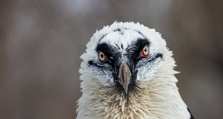 Portrait of a bearded vulture (lat. Gypaetus barbatus)