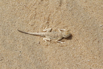 lizard in the sand