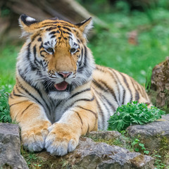 Fototapeta na wymiar Young bengal tiger lying on the grass and shows his paws
