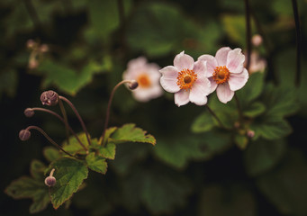 Beautiful flowers