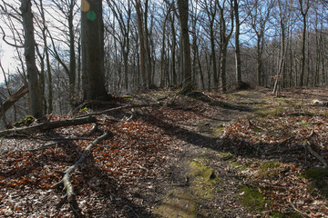 awakening beech forest in spring