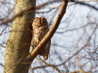 Tawny Owls ( Strix Aluco  )