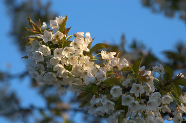 Kwiaty wiśni 3 © Tomek Kiecana