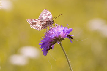 Melanargia galathea