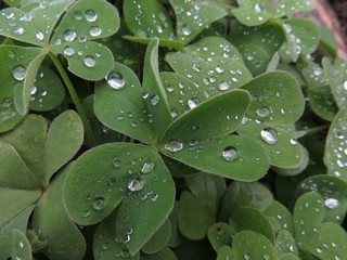 Feuille d'Oxalis enneaphylla avec gouttes d'eau