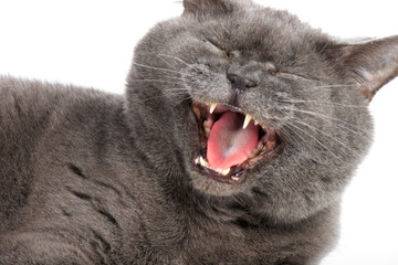 Gray-blue cat yawns on a white background