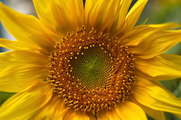 yellow sunflower photographed close up