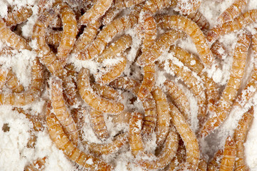 Mealworms feed on meal