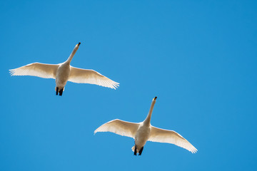 Fototapeta na wymiar Flying whooper swans