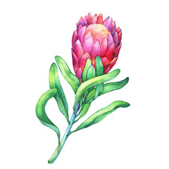 Tropical flower Protea with green leaves.  Hand drawn watercolor painting on white background.