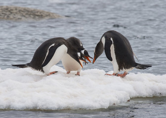 Obraz premium Gentoo Penguins walk on the ice