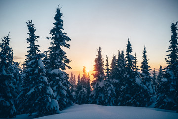 Scenic view of trees growing on snow capped mountain during sunset