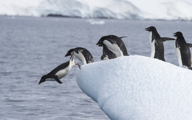 Adelie Penguin jump