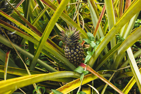 High angle view of pineapple growing on plant