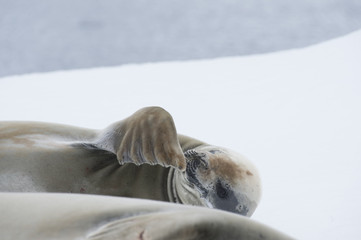 Fototapeta premium Crabeater seals on the ice.