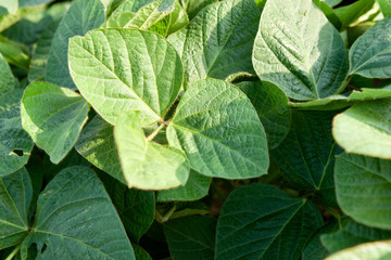 Green soybean plants close-up.