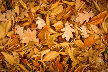 Autumn leaves on the ground