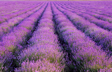 Fototapeta na wymiar lavender plantation at sunset.