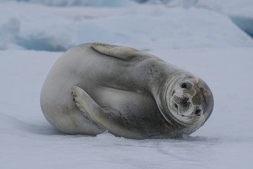 Crabeater seals on the ice.