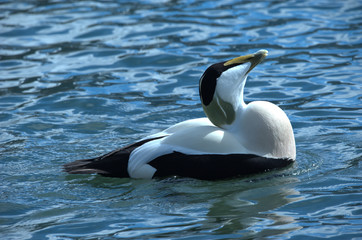 Männliche Eiderente