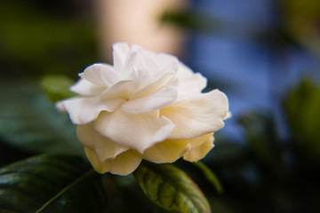 white gardenia Flower