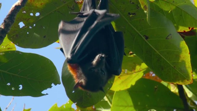 Flying fox hanging on a tree branch and washing up