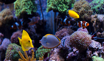 Obraz premium Blonde Naso Tang (Naso elegans) 